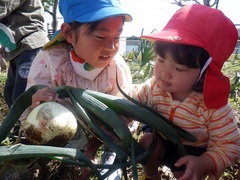 タマネギ収穫の様子