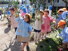 タマネギ収穫の様子