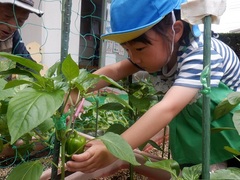 野菜収穫の様子