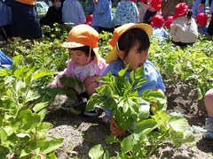 3歳児がイモを掘る様子