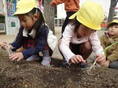 タマネギの苗植え