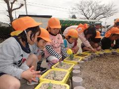 チューリップを見る子どもたち