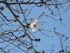 桜の花