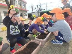 パンジーの苗を植える様子