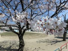 園庭の桜