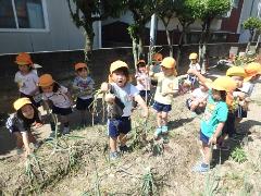 タマネギ収穫の様子