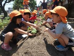 野菜苗を植える様子