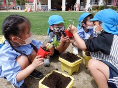 野菜の苗植えをする様子