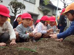 玉ねぎを植える様子（1）