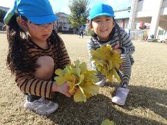 イチョウの葉を集める様子