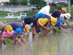 田植えの様子