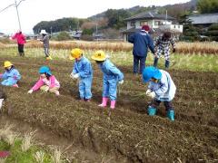 タマネギ苗植え