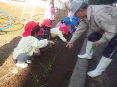 タマネギ苗植え