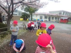 桜の花びら集め