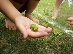 芝生の上で見つけたカエル