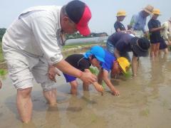 田植え