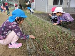 玉ねぎの苗の様子を見る幼児