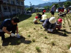 芝苗植え