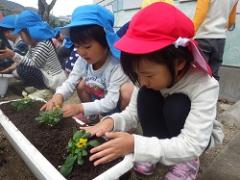 花の苗を植える幼児
