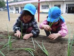 タマネギの苗を植える幼児