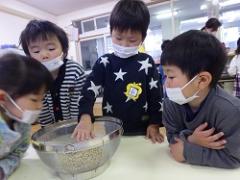 炒った豆を見る幼児