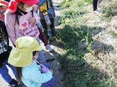 小さな花を見つけた幼児