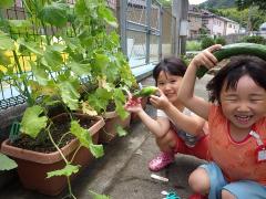 野菜の収穫