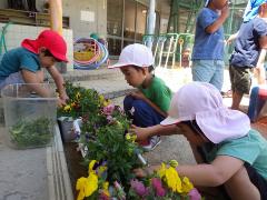 チョウチョの幼虫探し