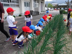 タマネギ畑の世話をする幼児と1年生