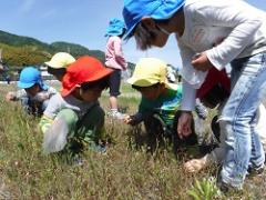 虫捕りをする幼児