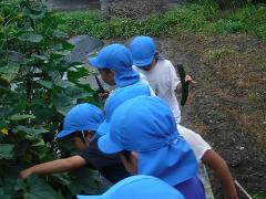 キュウリを収穫する幼児