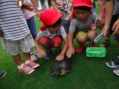 カメに触れる幼児