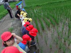 田んぼをのぞき込む幼児