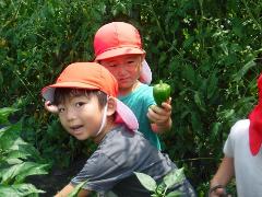 ピーマンを収穫する幼児