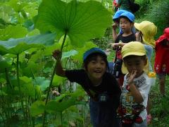 蓮の葉っぱで遊ぶ幼児