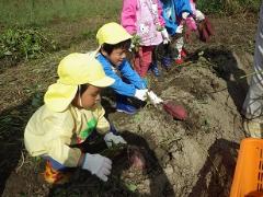 芋掘りをする幼児