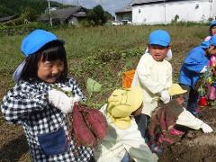 芋掘りをする幼児