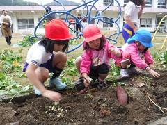 芋掘りをする幼児