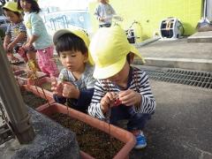 綿の花を見る幼児