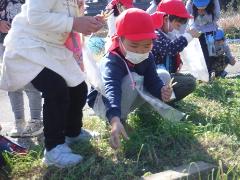 ツクシを採る幼児