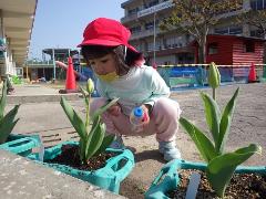 チューリップの水やりをする幼児