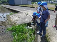 田んぼを見る幼児