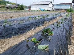 野菜苗