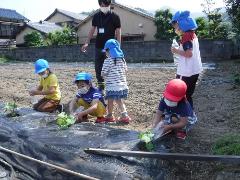 野菜の水やりをする幼児