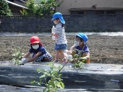 野菜の水やりをする幼児