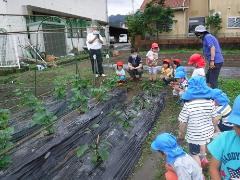 野菜の様子を見る幼児