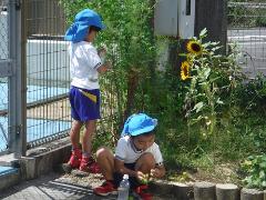 フウセンカズラの種採り