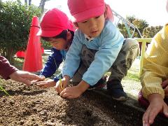 タマネギの苗植え