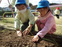 タマネギの苗植え