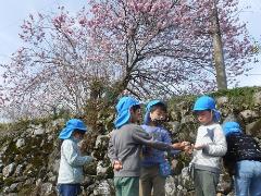 桜の花